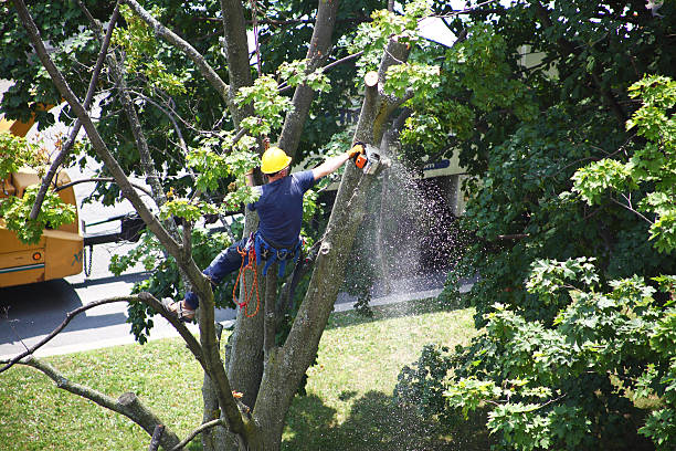 Lawn Pest Prevention in San Angelo, TX